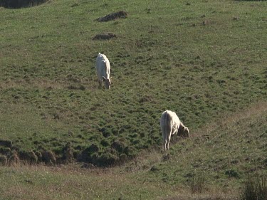 Two Sheep grazing