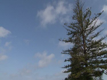 Camera Tilts Down from Tree to Beach with Fence.