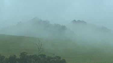 Misty fields. Early morning. Trees and heavy mist.