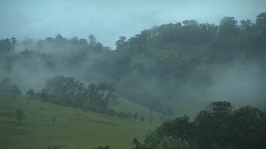 Misty fields. Early morning. Trees and heavy mist.