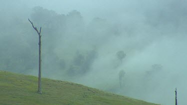 Burnt or Dead Tree near mist.