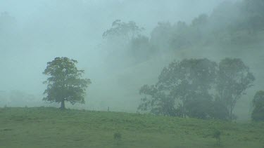 Misty fields. Early morning. Trees and heavy mist.