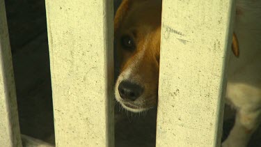 Cute dog looking through balustrades