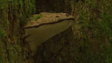 Tree fungus growing on tree in rainforest