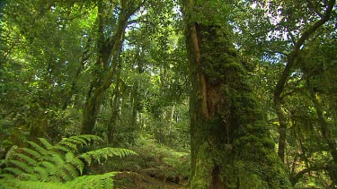 Rainforest, tree with moss growing on it, long shot through ferns and trees with liana vines and epiphytes.