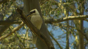 Kookaburra perched in tree. Flys Away.