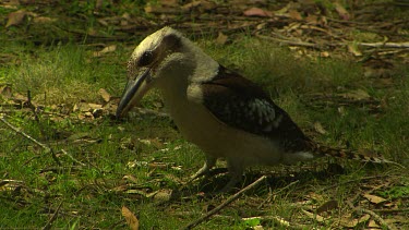 Kookaburra on ground, foraging for insects. Insectivore.