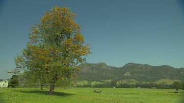 Field. Green field with tree, Barrington Tops mountains in background.