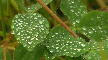 Dew on green leaves.