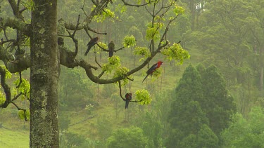 Rosella flock in trees