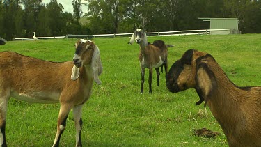 Nubian goats, long-eared goats