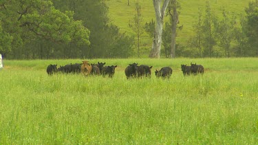 Herd of cows coming towards camera, in green field tall grass.