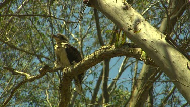Kookaburra perched in tree.