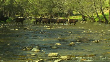 Herding cattle, cow fording through river