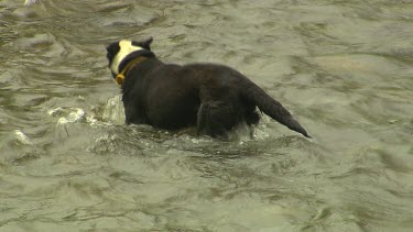 Dog in river. Dog herding cattle