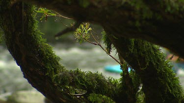 Kayaking down rapids. Kayak in background in soft focus. Tree with moss in sharp focus foreground.