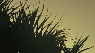 Spiky palm or fern fronds in silhouette against a yellowish sky.