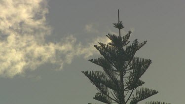 Norfolk Island Pine, apex of tree