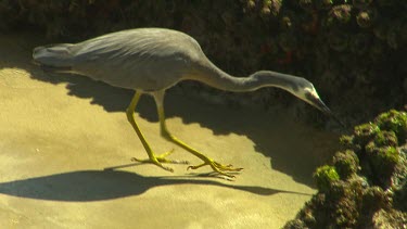 White-faced Heron. Long black bill with yellow legs catches a fish or mollusc or crab in a tide pool
