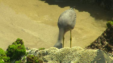 White-faced Heron. Long black bill with yellow legs catches a fish or mollusc or crab in a tide pool