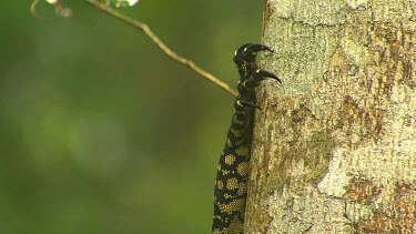 Goanna lizard claw on tree trunk. Black and yellow hexagonal pattern scales