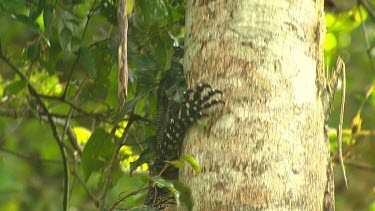 Goanna lizard climbing tree.