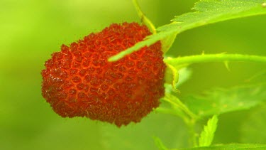 a red berry or fruit, raspberry. Ripening