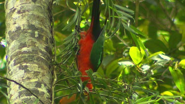 Male Australian king parrot. Bright red plumage with green wings. Hanging upside down to eat leaves off tree.