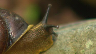 ECU extreme close up of snail.