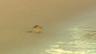 Eastern Grey Kangaroo on beach digging in sand.