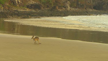 Eastern Grey Kangaroo on beach sand. Zoom in