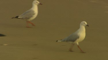 Seagulls on beach foraging
