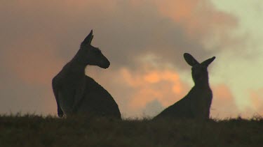 Two Eastern Grey Kangaroos in silhouette against sunset sky.