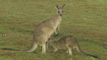 Kangaroo joey suckling