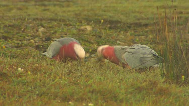 Two galahs. Pink and grey cockatoo. Foraging