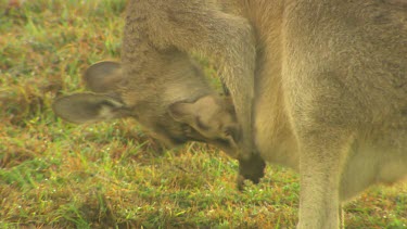 Mother with young joey in pouch, grooming, cleaning preening