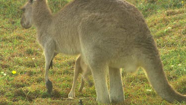 Funny kangaroo joey climbing into mother's pouch.