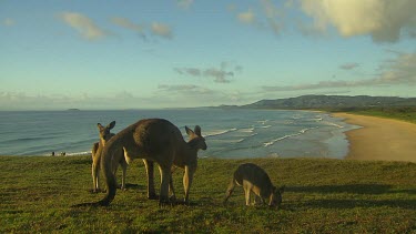 Kangaroos on headland with beach in background. Joey on RHS