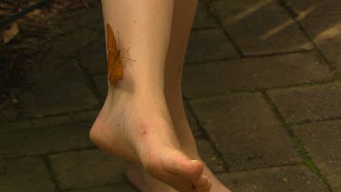 Butterfly on person's leg.  Male Cruiser Butterfly, browny orange colour wings with black pattern of lines and spots or dots.