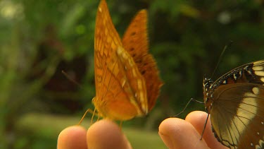 Two Butterflies on person's fingertips. Male and Female Cruise Butterfly