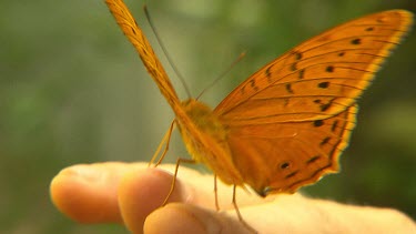 Butterfly on person's fingertips. Male Cruiser Butterfly