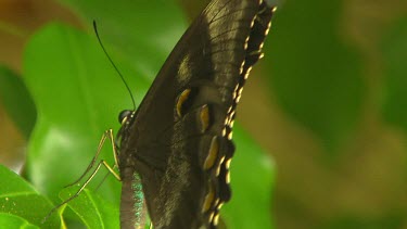 Butterfly flies away. Ulysses Butterfly. As it flies away you can see the brilliant blue of the outside of the wind.