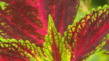 Red and green leaves. Two shots.