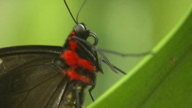 Butterfly with red body, black wings on green leaf. See close up cu of curled up proboscis. Possible sp. Cairns Birdwing