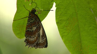 Butterfly on underside of green leaf.