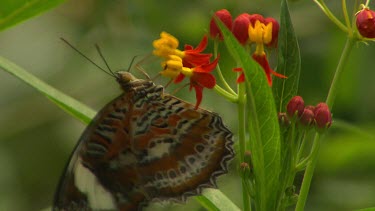 Orange lacewing butterfly on red and yellow flowers