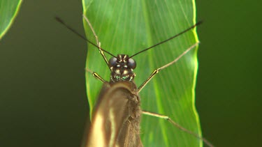 Close up butterfly at rest on green leaf