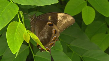 MS butterfly at rest on green leaves