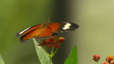 Orange lacewing butterfly on red and yellow flowers flies off.