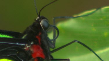 Extreme close up. Head with curled up proboscis.  Bright green and black, high contrast, butterfly. Wings closed, at rest on green leaf. Cairns Birdwing. Butterfly